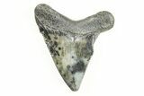 2.27" Juvenile Megalodon Tooth - South Carolina - #196106-1